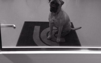 Goodbye Merah the gentle giant